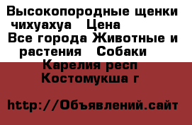 Высокопородные щенки чихуахуа › Цена ­ 25 000 - Все города Животные и растения » Собаки   . Карелия респ.,Костомукша г.